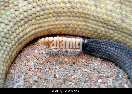 Mexikanische Westküste Klapperschlange oder mexikanische grüne Rattler (Crotalus Basiliskos) in einem Zoo in Deutschland, Europa Stockfoto