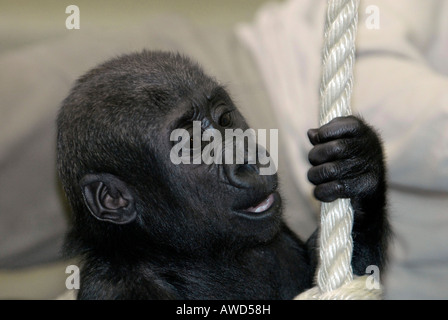 Junge östliche Flachlandgorilla (Gorilla Beringei Graueri) in einem Zoo in Deutschland, Europa Stockfoto