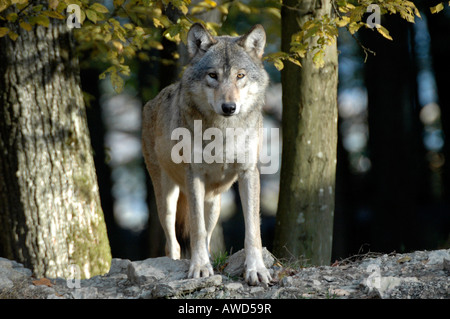 Mackenzie Tal Wolf, kanadische- oder Alaskan Timber Wolf (Canis Lupus Occidentalis) in einem Zoo in Deutschland, Europa Stockfoto