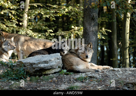 Mackenzie-Tal, kanadische- oder Alaskan Timber Wolf (Canis Lupus Occidentalis) in einem Zoo in Deutschland, Europa Stockfoto