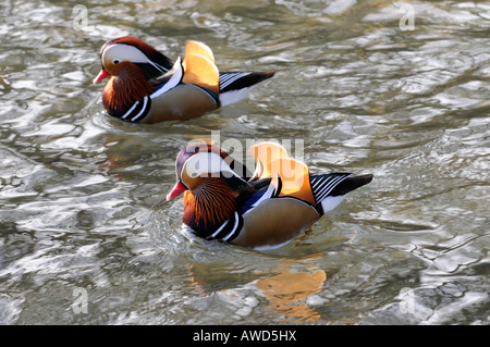 Mandarinenten (Aix Galericulata) in einem Zoo in Bayern, Deutschland, Europa Stockfoto