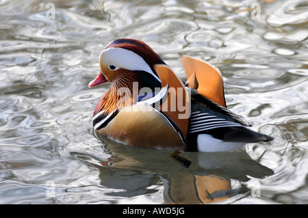 Mandarinente (Aix Galericulata) in einem Zoo in Bayern, Deutschland, Europa Stockfoto