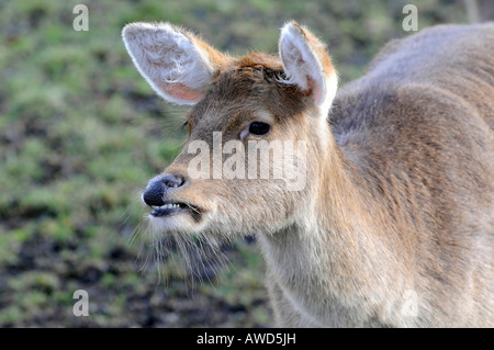 Barasingha Deer (Rucervus Duvaucelii, Cervus Duvaucelii) in einem Zoo in Bayern, Deutschland, Europa Stockfoto