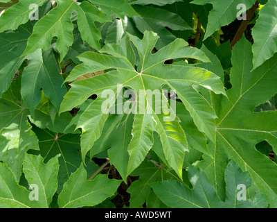 Reispapier Baum (tetrapanax papyrifer) Stockfoto