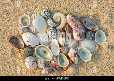 Muscheln im Sand, Strand, Kuba, Caribbean Giron Playa Larga Stockfoto