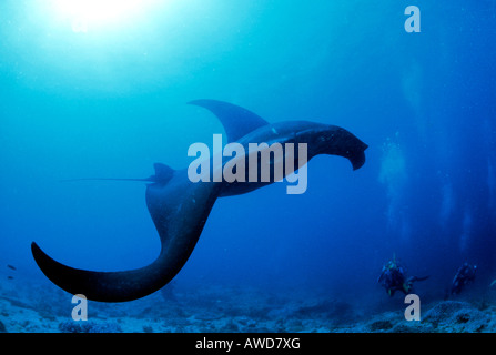 Riesigen Mantarochen (Manta Birostris) und Taucher, Unterwasserfoto, Indischer Ozean Stockfoto