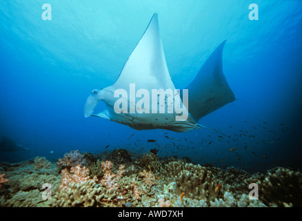 Riesigen Mantarochen (Manta Birostris) und Koralle, Unterwasser Fotografie, Indischer Ozean Stockfoto