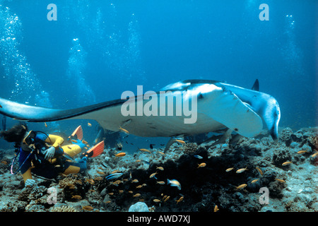 Riesigen Mantarochen (Manta Birostris) und Taucher, Koralle, Unterwasser Fotografie, Indischer Ozean Stockfoto