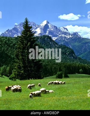 Herde der Schafe weiden auf der Alm, Wettersteingebirge, Garmisch-Partenkirchen, Upper Bavaria, Bavaria, Germany, Europa Stockfoto