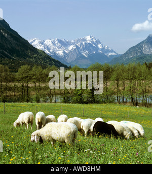 Das schwarze Schaf Herde Schafe grasen auf der Wiese im Frühling, Berglandschaft in der Nähe von Eschenlohe, Bayern, Oberbayern, Deutsch Stockfoto