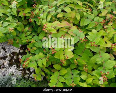 Tumsan (Hypericum androsaemum) Stockfoto