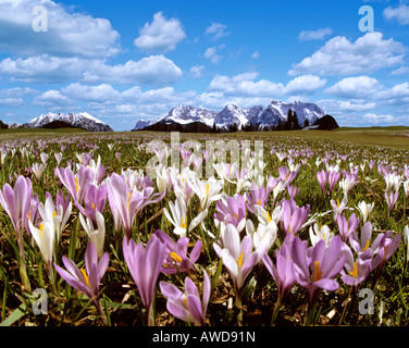 Krokus-Wiese in der Nähe von Gerold im Frühjahr, Wetterstein-Gebirge, Oberbayern, Deutschland Stockfoto