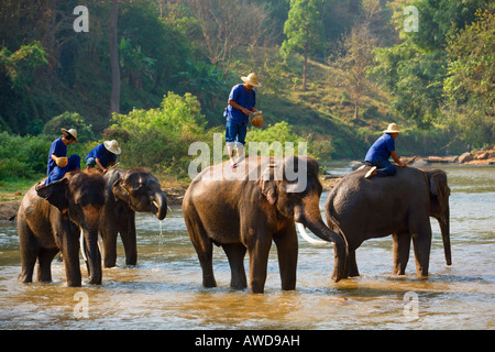 Elefanten-Camp in der Nähe von Chiang Dao Thailand Stockfoto