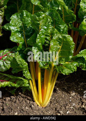 Mangold (Beta vulgaris var. cicla) Stockfoto