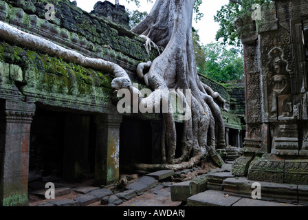 Riesige Wurzeln eines tropischen Baumes wachsen über die Runins der Ta Prohm Tempel, Angkor, Kambodscha Stockfoto