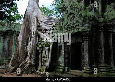 Riesige Wurzeln eines tropischen Baumes wachsen über die Runins der Ta Prohm Tempel, Angkor, Kambodscha Stockfoto