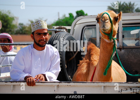 Kamel auf der Rückseite eines Autos, Ibra, Oman Stockfoto