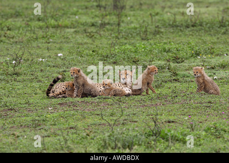 Gepard-Mutter mit ihren sechs junge Jungen über die Serengeti Tansania Ostafrika Stockfoto