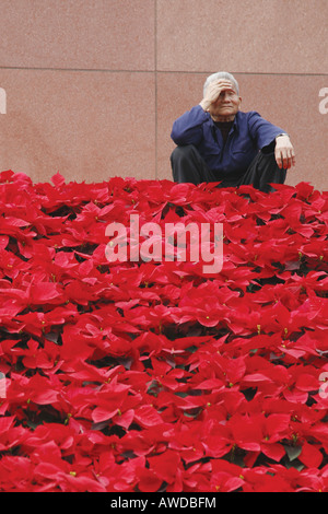 Ein älterer Herr nimmt das Gewicht von den Füßen über einen Garten von blühenden Blumen der Weihnachtsstern im Zentrum der Stadt Chengdu. Stockfoto