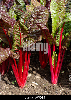 Mangold (Beta vulgaris var. cicla 'Vulkan') Stockfoto