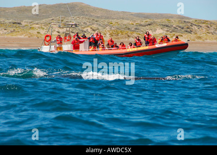 Touristen auf Boot anzeigen Southern Right Whale, Península Valdés, Provinz Chubut, Patagonien, Argentinien Stockfoto