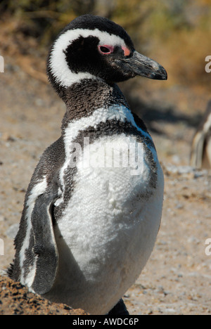 Pinguin-Kolonie in der Nähe von Caleta Valdés (Magellan-Pinguine), Península Valdés, Provinz Chubut, Patagonien, Argentinien Stockfoto