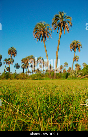 Parque Nacional El Palmar, in der Nähe von Colón, Provinz Entre Ríos, Argentinien Stockfoto