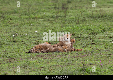 Gepard-Mutter mit ihren sechs junge Jungen über die Serengeti Tansania Ostafrika Stockfoto