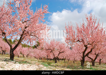 Mandelblüte in der Nähe von Calpe, Costa Blanca, Spanien, Europa Stockfoto