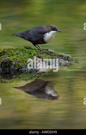 Dipper-Cinclus Cinclus Derbyshire Dales UK Stockfoto