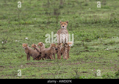 Gepard-Mutter mit ihren sechs junge Jungen über die Serengeti Tansania Ostafrika Stockfoto