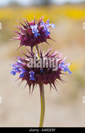 Nahaufnahme von Chia Salvia Columbariae wilde Blumen blühen in der Nähe von Joshua Tree Nationalpark Kalifornien Stockfoto