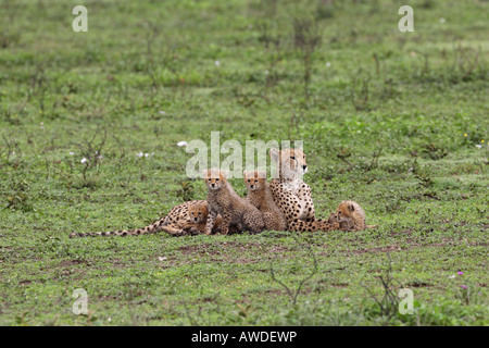 Gepard-Mutter mit ihren sechs junge Jungen über die Serengeti Tansania Ostafrika Stockfoto