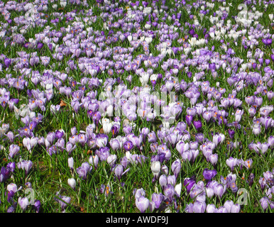 Teppich aus lila blau weiße Krokus Blumen in voller Blüte im Duthie Park Aberdeen Scotland Stockfoto