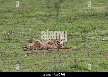 Gepard-Mutter mit ihren sechs junge Jungen über die Serengeti Tansania Ostafrika Stockfoto