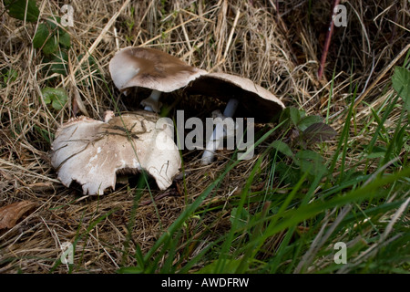 wilde Champignon auf Rasen Parasol Pilz, coulemelle Stockfoto