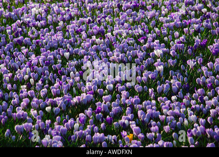 Teppich aus lila blau weiße Krokus Blumen in voller Blüte im Duthie Park Aberdeen Scotland Stockfoto