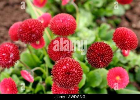BELLIS PERENNIS TASSO SERIE Stockfoto