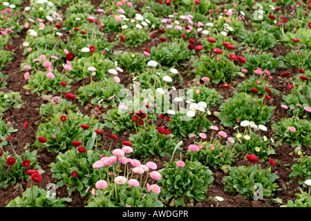 BELLIS PERENNIS TASSO SERIE Stockfoto