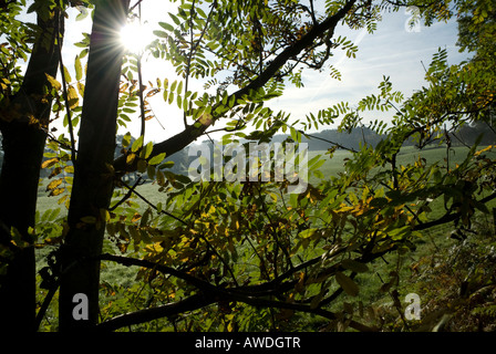 Sunburst durch Bäume Alderley Edge Cheshire 2007 Stockfoto