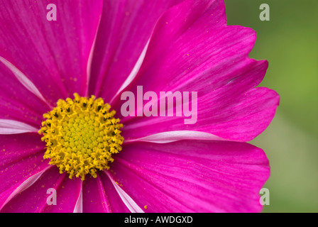 Nahaufnahme von rosa Cosmos Stockfoto