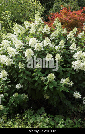 Hydrangea Paniculata 'Unique' Stockfoto