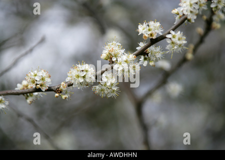 Blüten des Schwarzdornbaumes, Prunus spinosa, Roseaceae Stockfoto