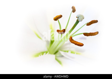 Offene weiße Lilie (Nahaufnahme) Stockfoto