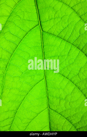 grünes Blatt-Struktur Stockfoto