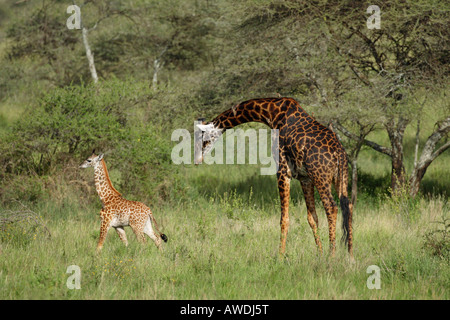 Giraffe Mutter und junge stehen auf dem Serengeti Tansania Ostafrika Stockfoto