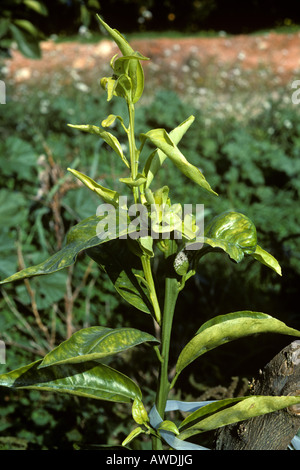 Schwarzen Zitrus Blattlaus Toxoptera Aurantii Schaden und Verzerrung zu jungen orange trieb Stockfoto