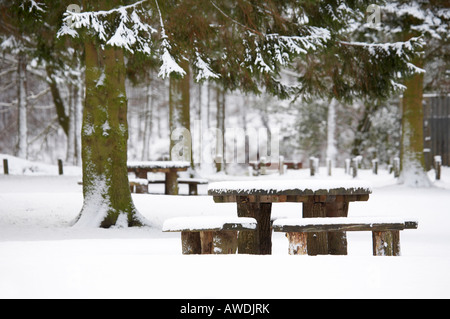 Picknick-Bank und Kiefer Baum Szene in Derbyshire, Großbritannien Stockfoto