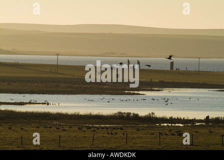 dh Anser Graylag Herde wandern LOCH VON STENNESS ORKNEY SCHOTTLAND Scottish Bird Flock Gänse fliegen über Feld Wildvögel Gans Im Flug Herbst großbritannien Stockfoto