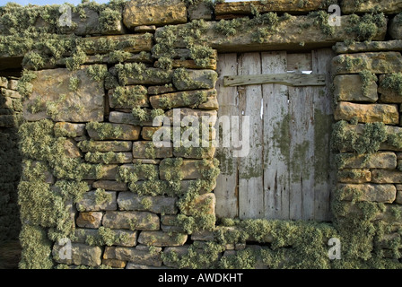 Dh Flechte FLECHTE UK Flechten auf trockenen stonewall Fisherman's Hut Stockfoto